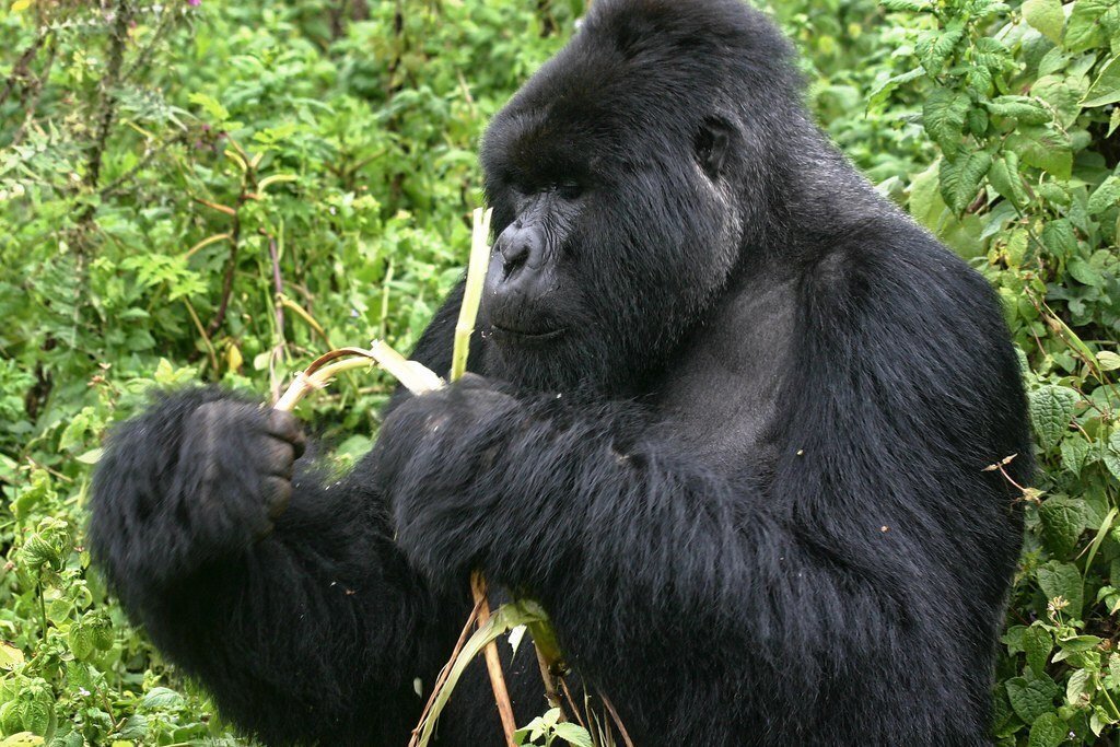 Bwindi Gorilla Trekking Guide