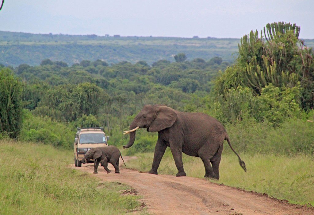 Day 8: Queen Elizabeth wildlife and Kazinga Channel