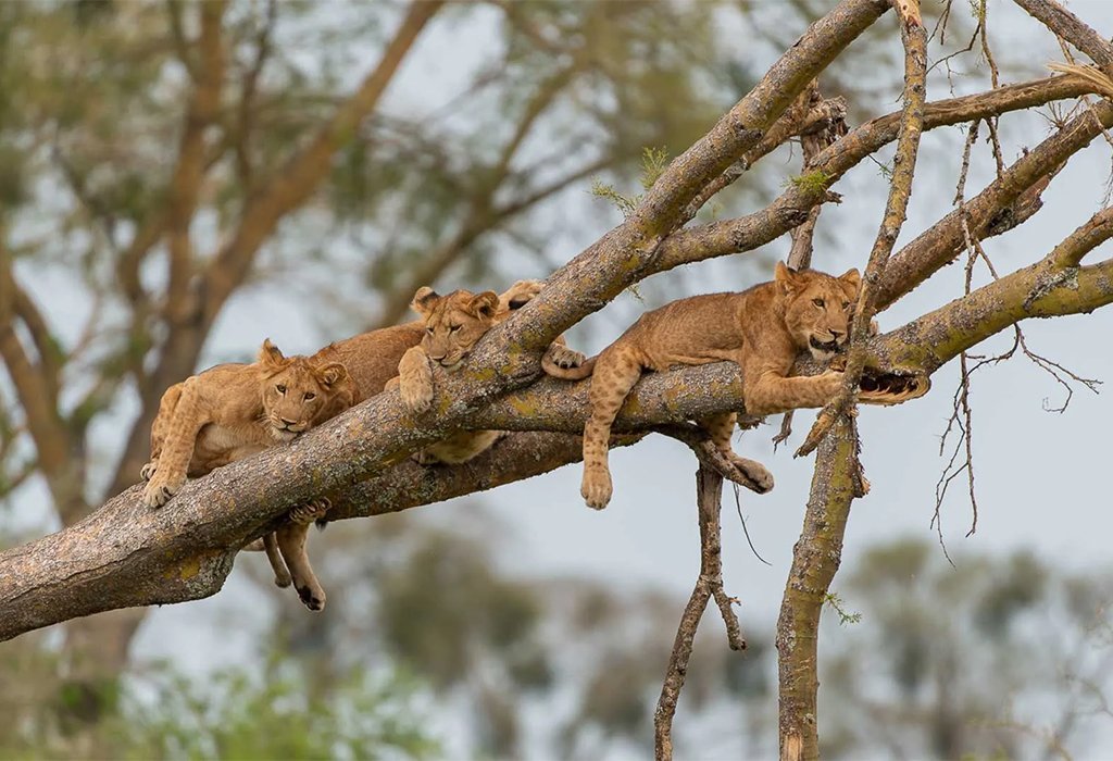 East Africa wildlife safari