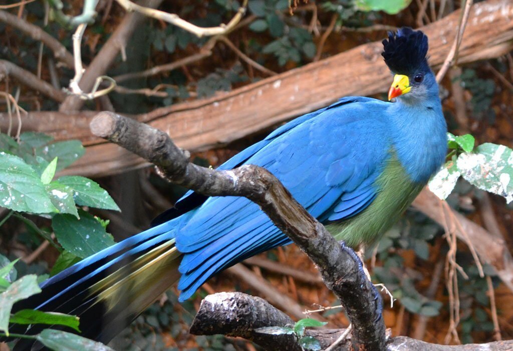 Murchison Falls National Park