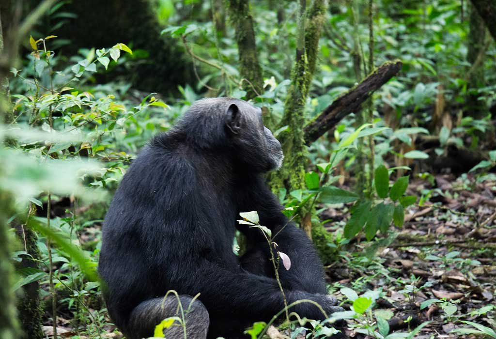 12-Day Uganda Gorillas, Chimps & Wildlife Safari