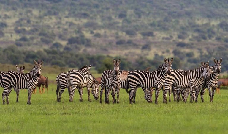 2-Day Akagera National Park Wildlife Safari