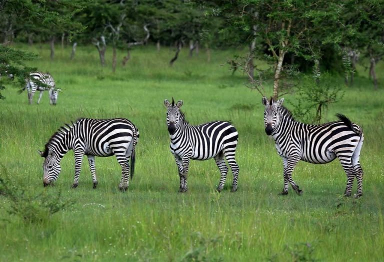 2-Day Lake Mburo National Park Safari