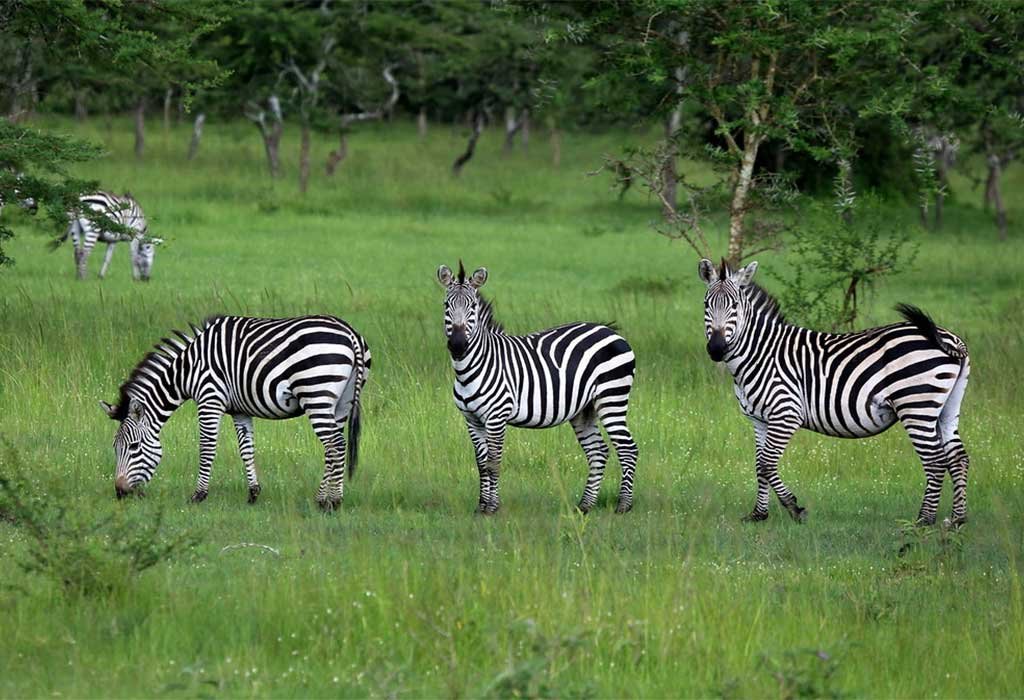 2-Day Lake Mburo National Park Safari