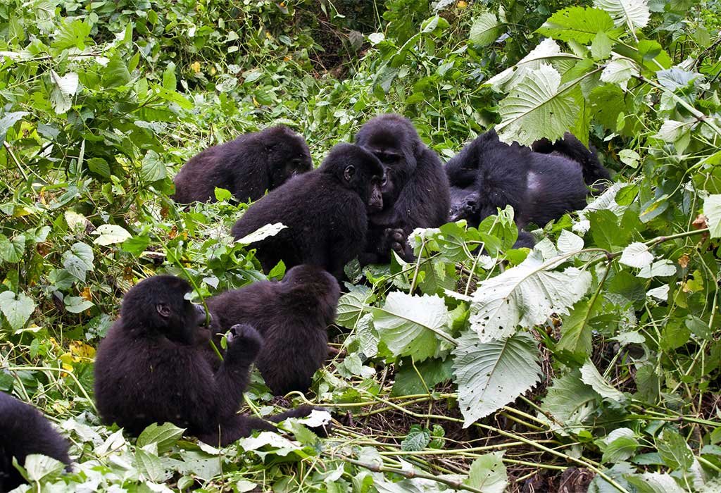 2-Day Rwanda Gorilla Trekking Safari