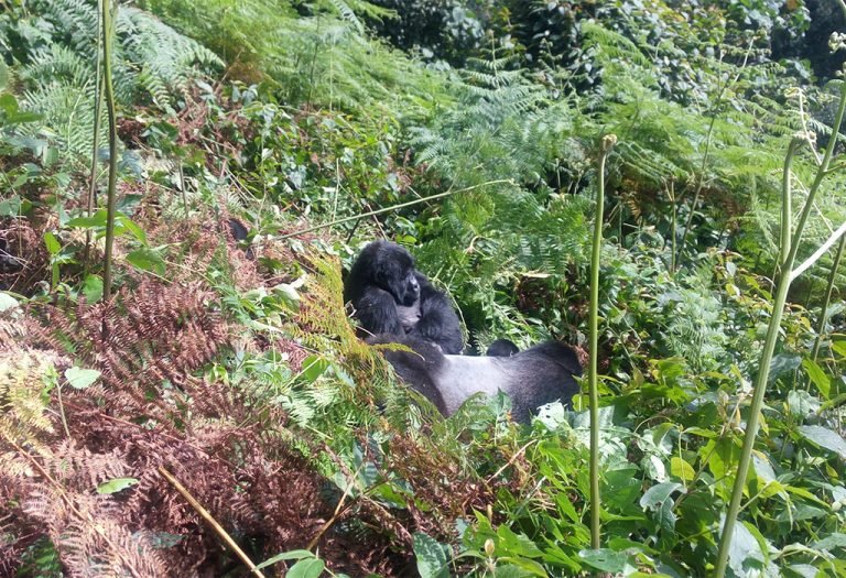 21-Day Best of Uganda Safari Experience