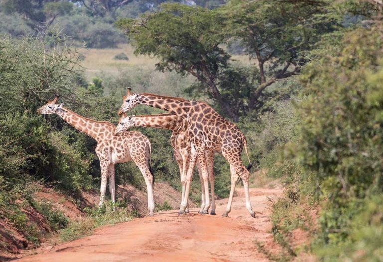 3-Day Kidepo Valley Wildlife Safari