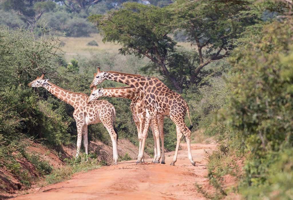 3-Day Kidepo Valley National Park Wildlife Safari
