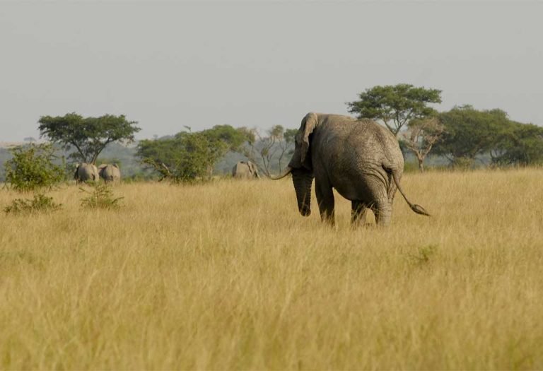 3-Day Queen Elizabeth Park Luxury Safari