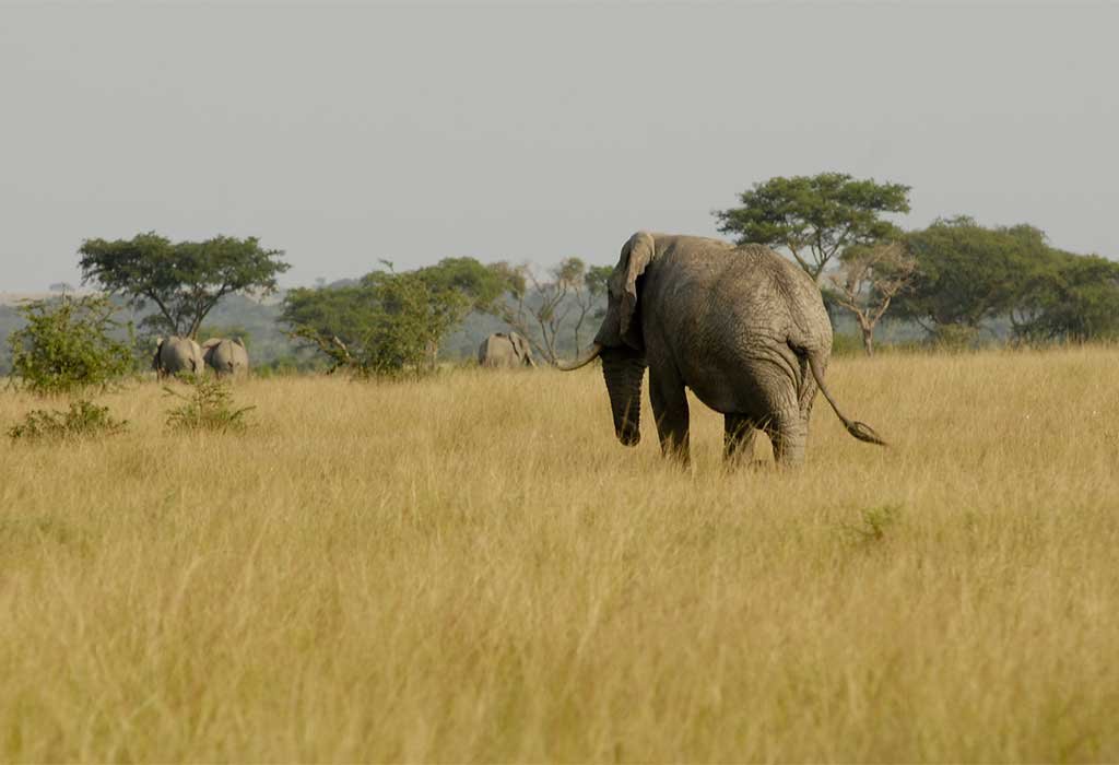 3-Day Queen Elizabeth Park Luxury Safari