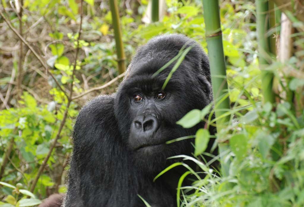3-Day Rwanda Gorilla Trekking Experience