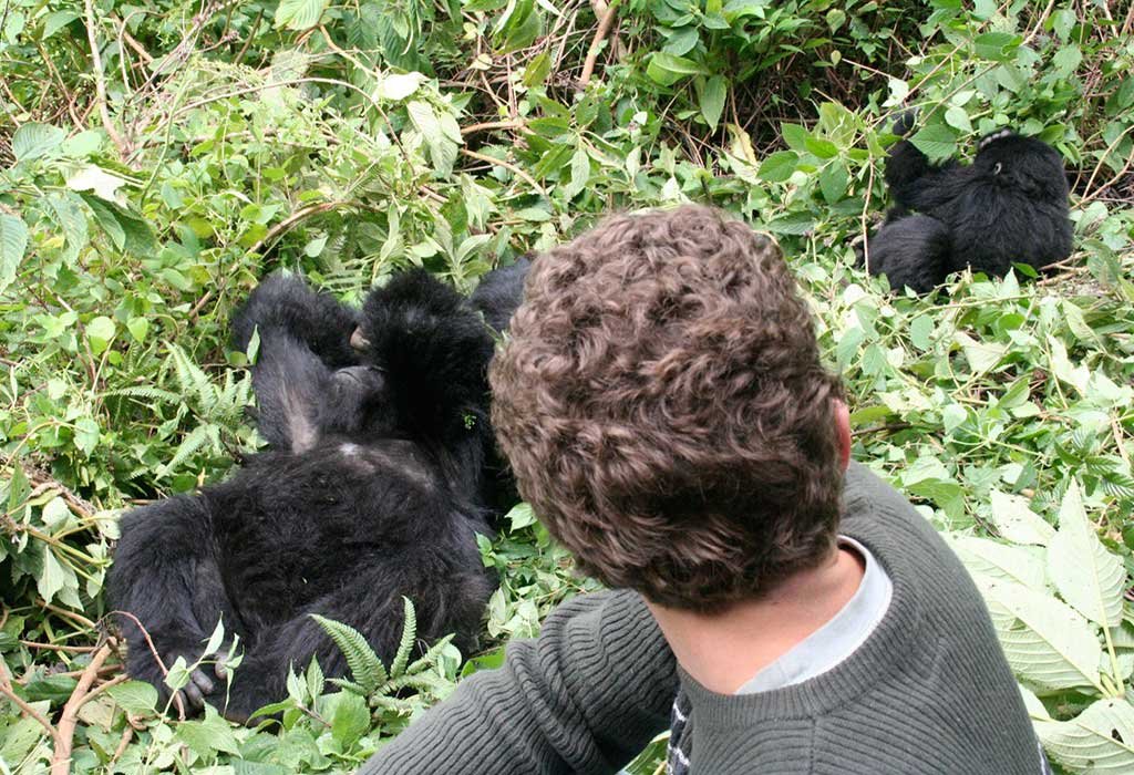3-Day Uganda Gorilla Trekking via Kigali