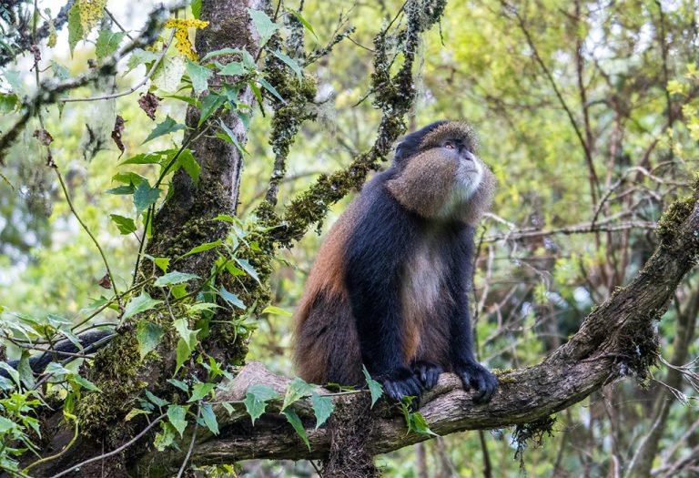 4-Day Gorilla and Golden Monkey Trekking in Rwanda