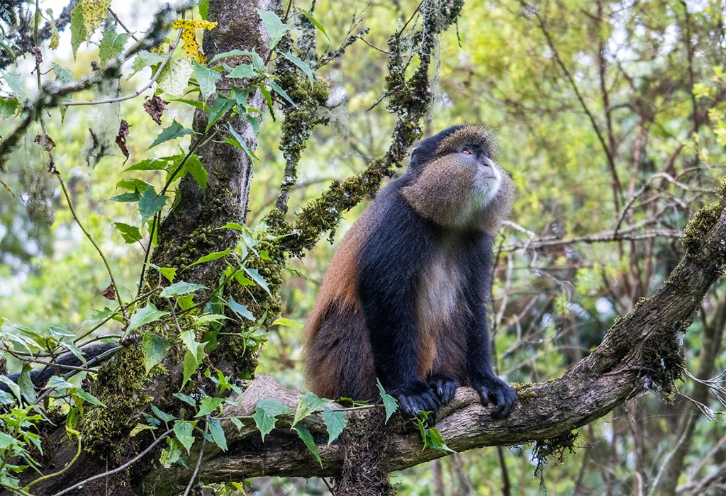 4-Day Gorilla and Golden Monkey Trekking in Rwanda