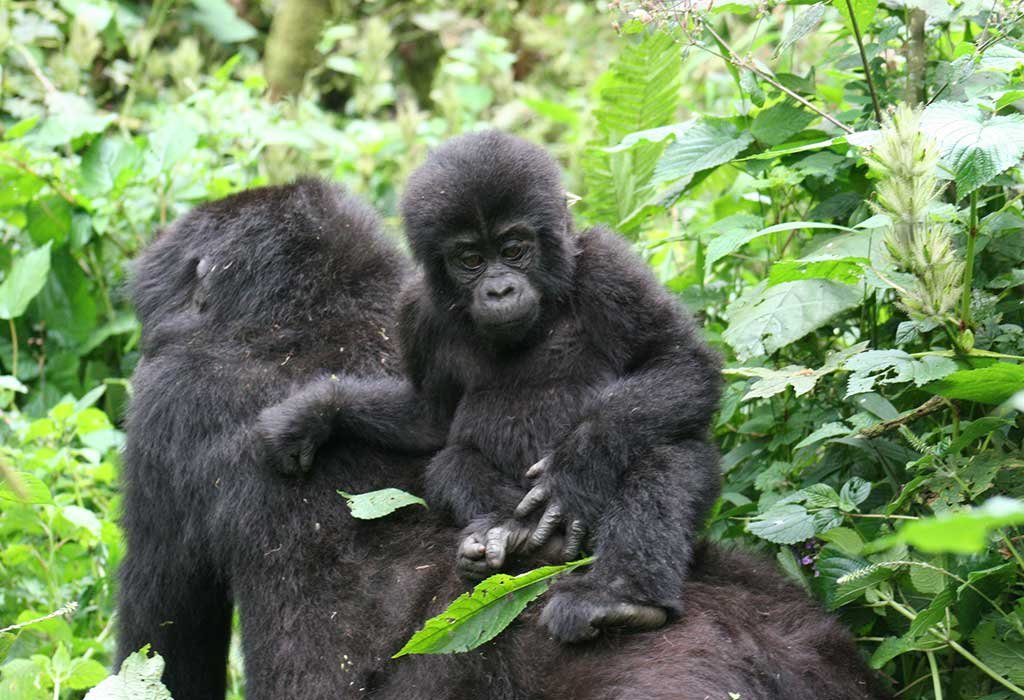 4-Day Uganda Gorillas Trekking Express Safari