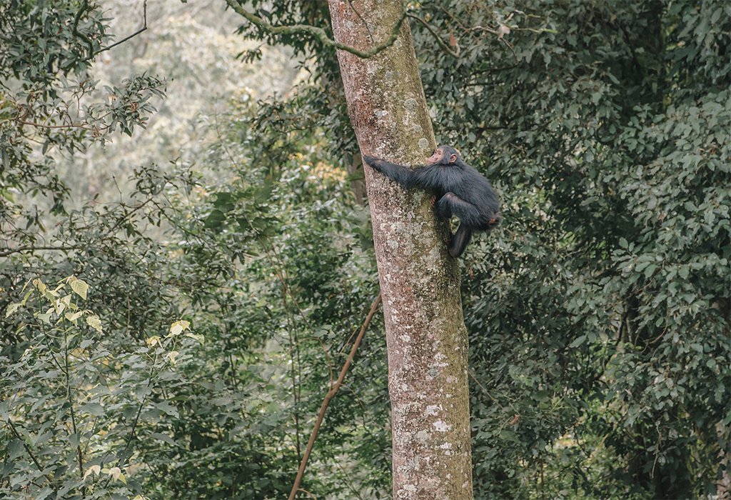 5-Day Chimpanzee Trekking in Rwanda and Lake Kivu Safari