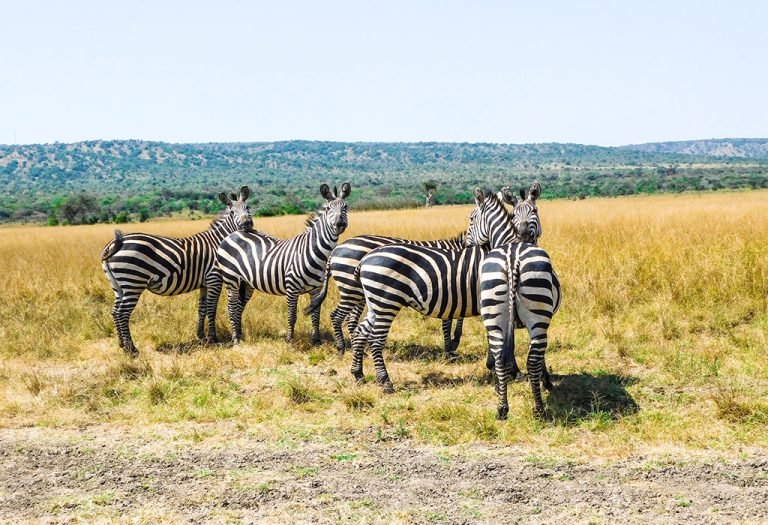 7-Day Rwanda Primates and Game Drives Safari