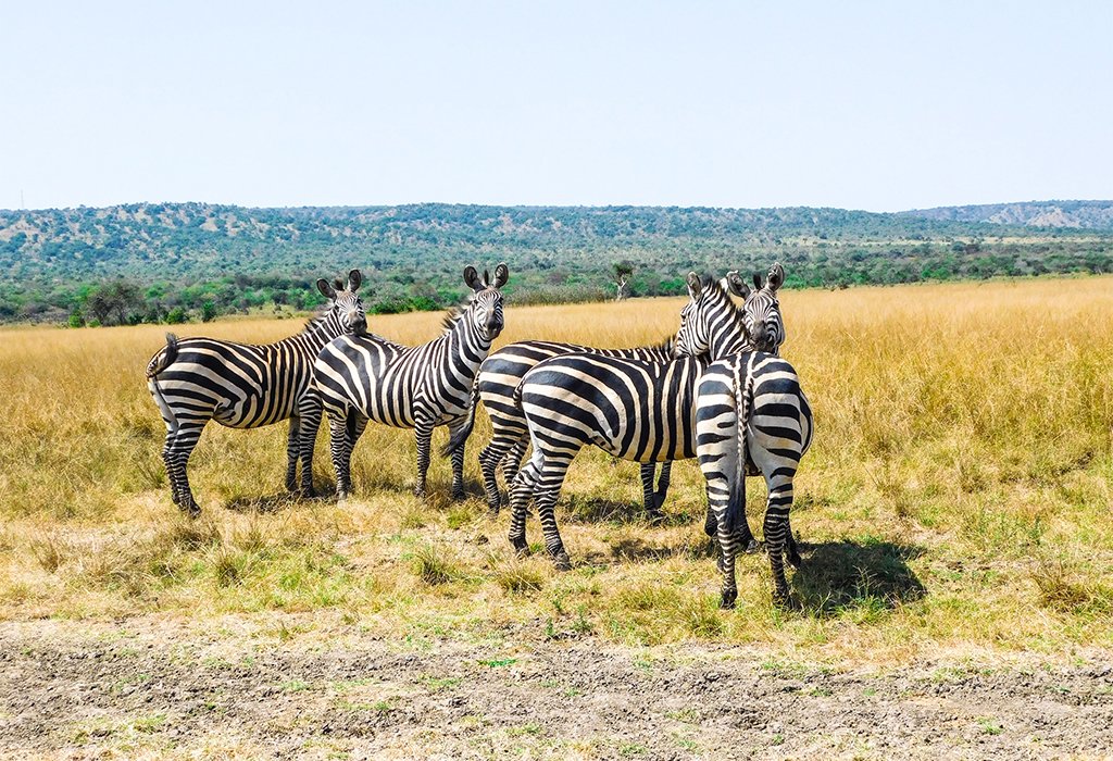 7-Day Rwanda Primates and Game Drives Safari