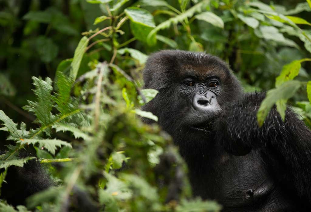 7-Day Uganda Primates Trekking and Murchison Falls Safari