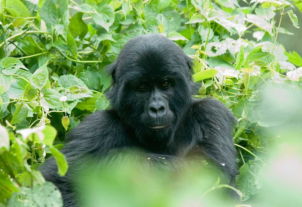 8-Day Gorillas, Chimps and Big 5 Game Drives Safari