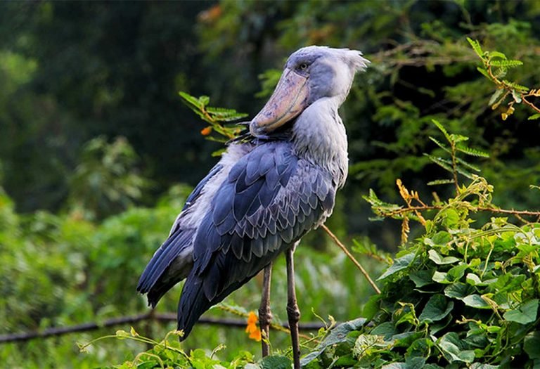 Birding in Uganda, Rwanda, Kenya and Tanzania