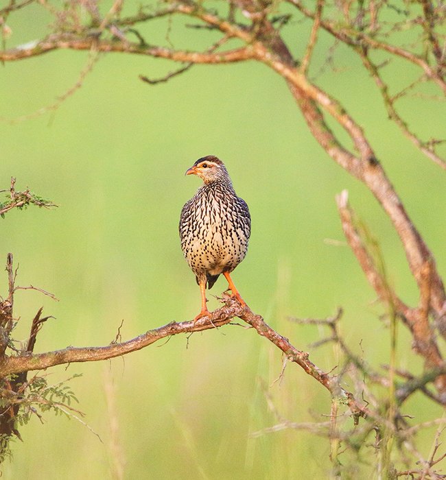 Birding