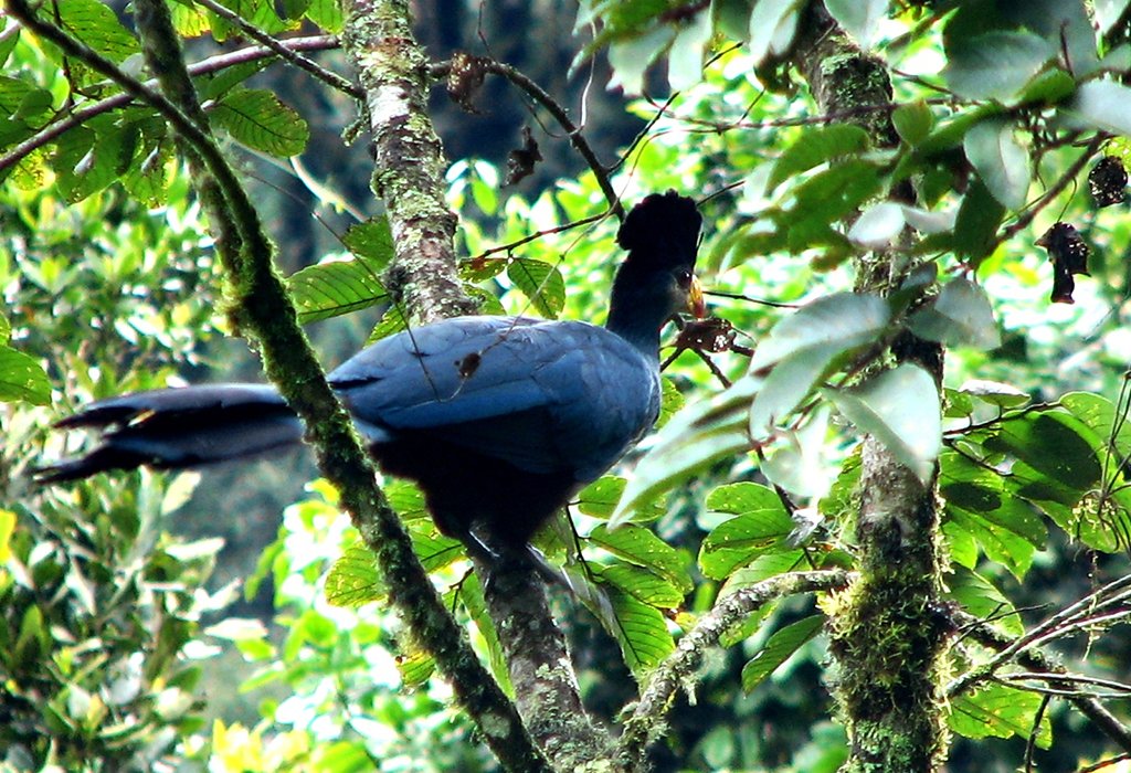 Bird Watching