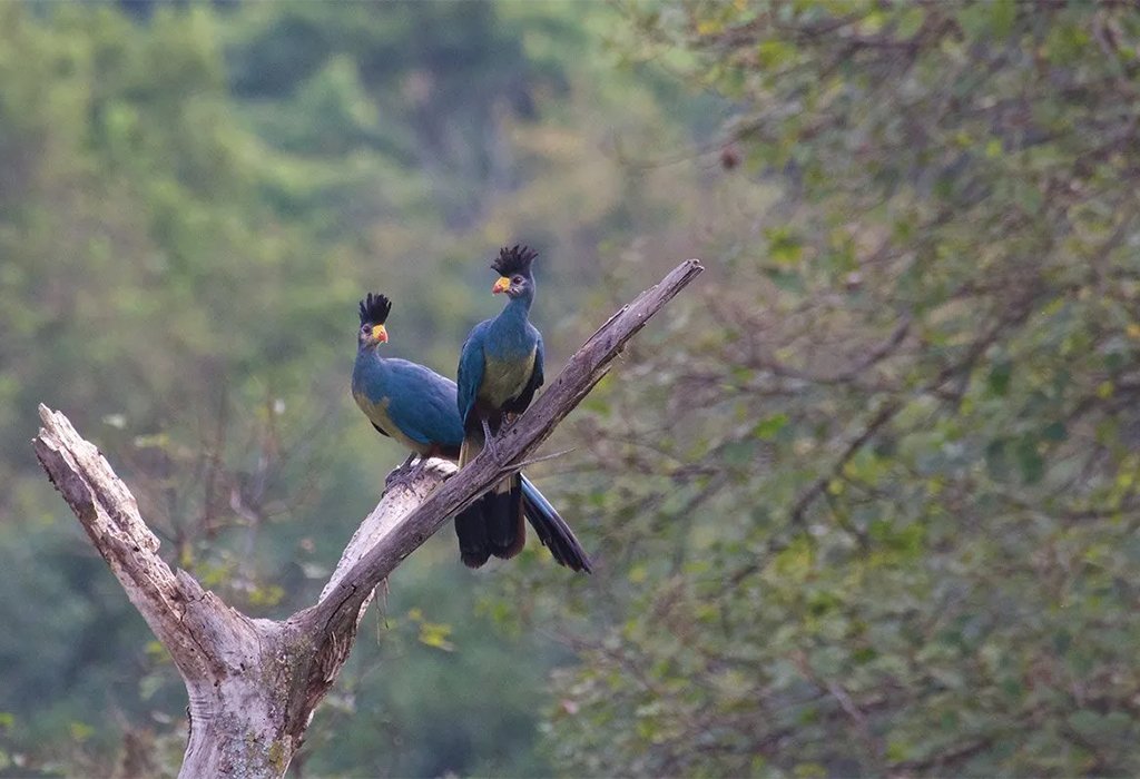 Birding in Kibale