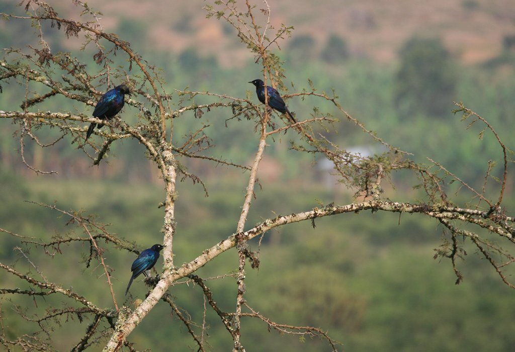 Birding Safari in Serengeti