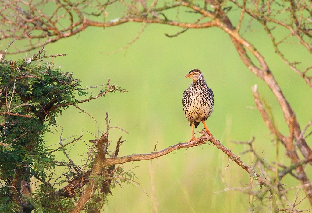 Best Destinations for Bird Watching in Rwanda