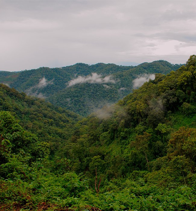 Bwindi Impenetrable Forest National Park