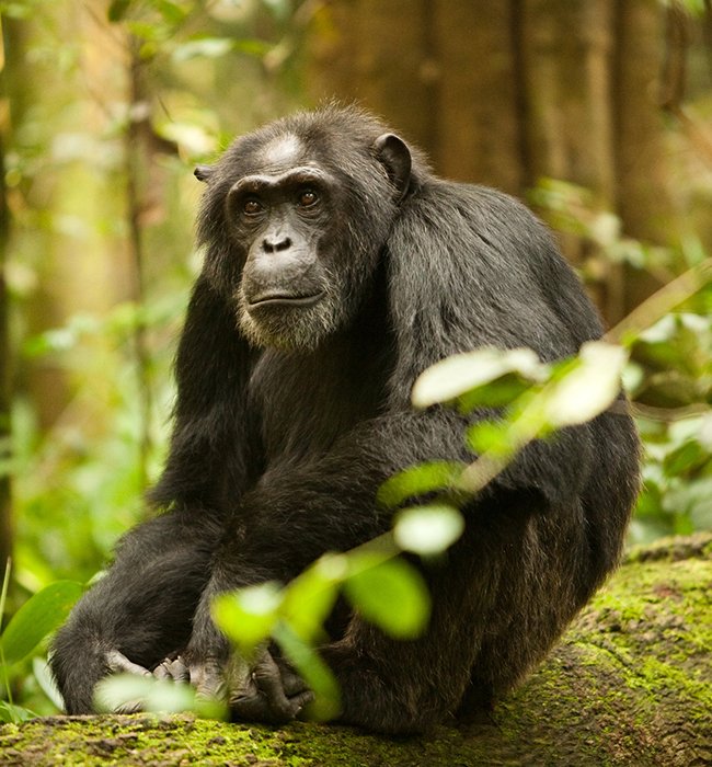 Chimpanzee Trekking