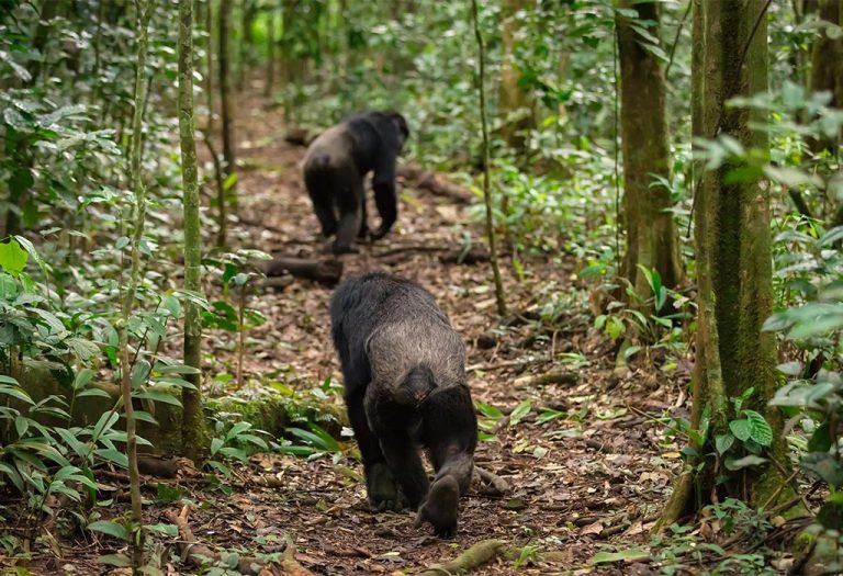 Chimpanzee Trekking