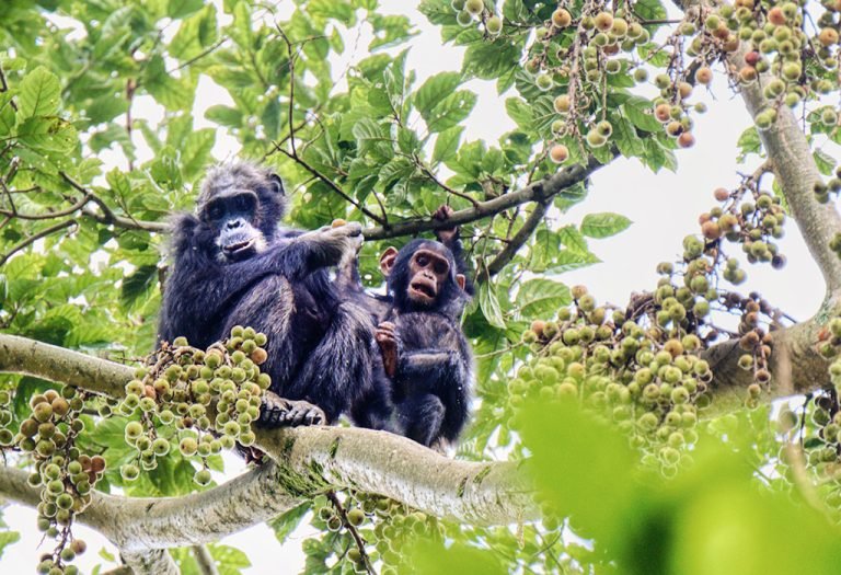 Nyungwe Forest National Park