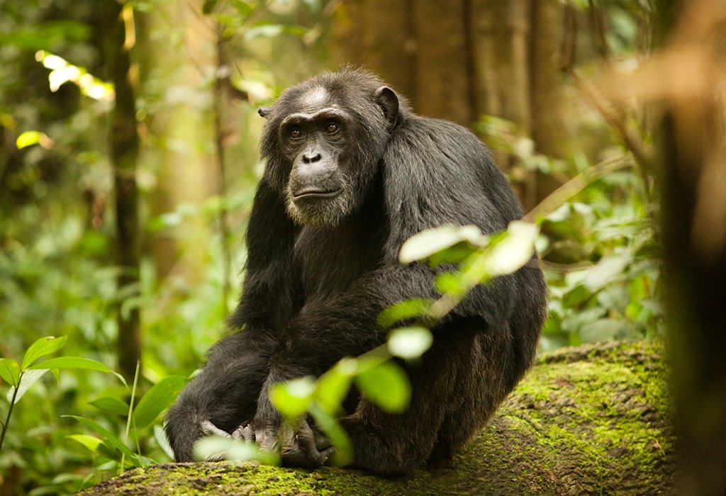 Chimpanzee Trekking in Uganda & Rwanda