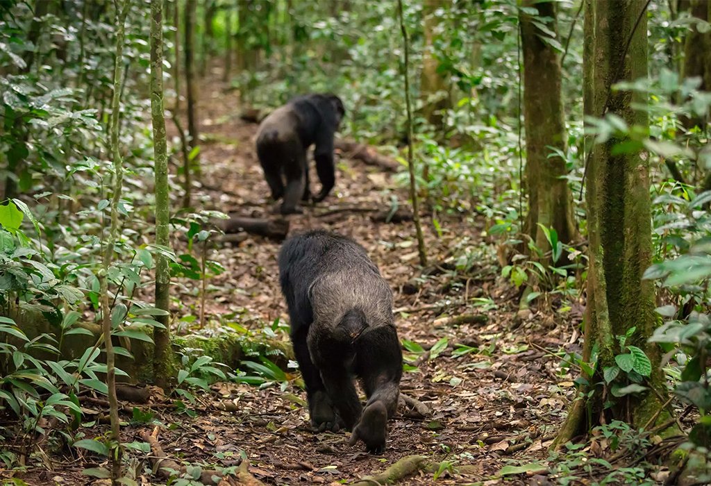 Chimpanzee Trekking