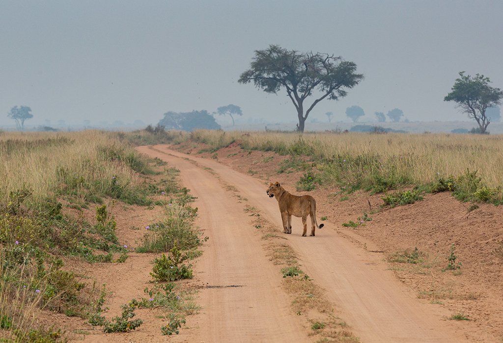 4-day Murchison Falls safaris from Entebbe