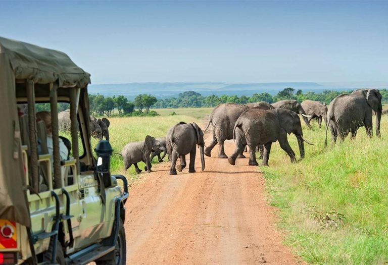What to Do on a One-Week Safari in Kenya