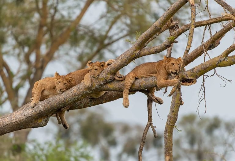 Queen Elizabeth National Park