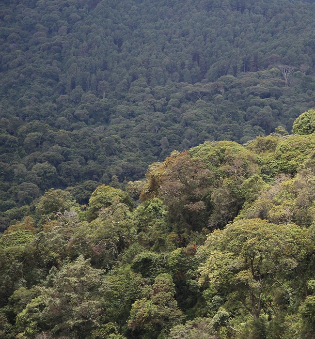 Gishwati-Mukura National Park