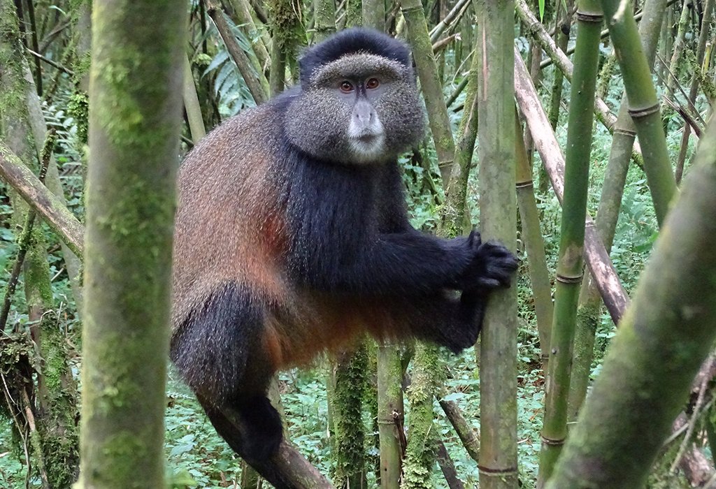 Golden Monkey Trekking in Volcanoes
