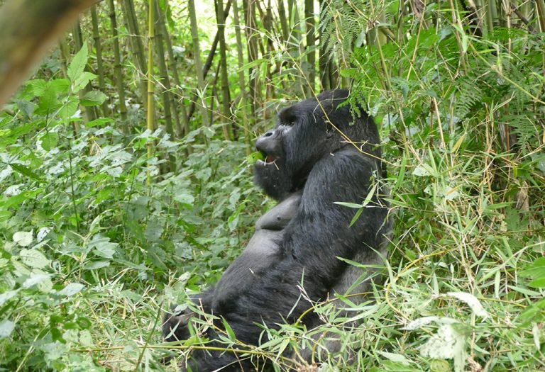 Mgahinga Gorilla National Park