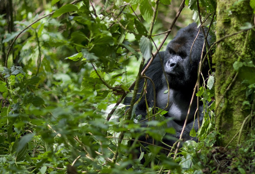 Gorilla Trekking in Volcanoes