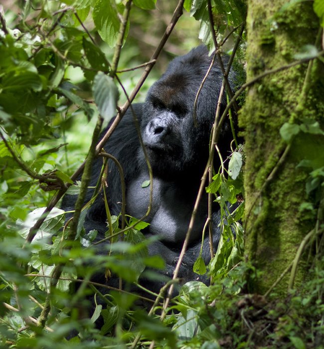 Gorilla Trekking in Africa
