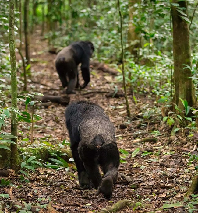 Kibale Forest National Park