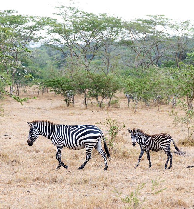 Lake Mburo National Park