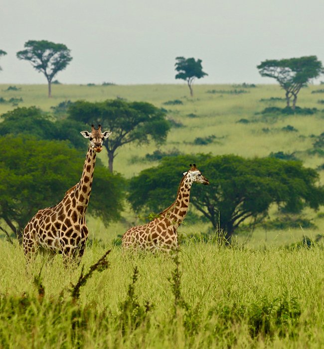 Murchison Falls