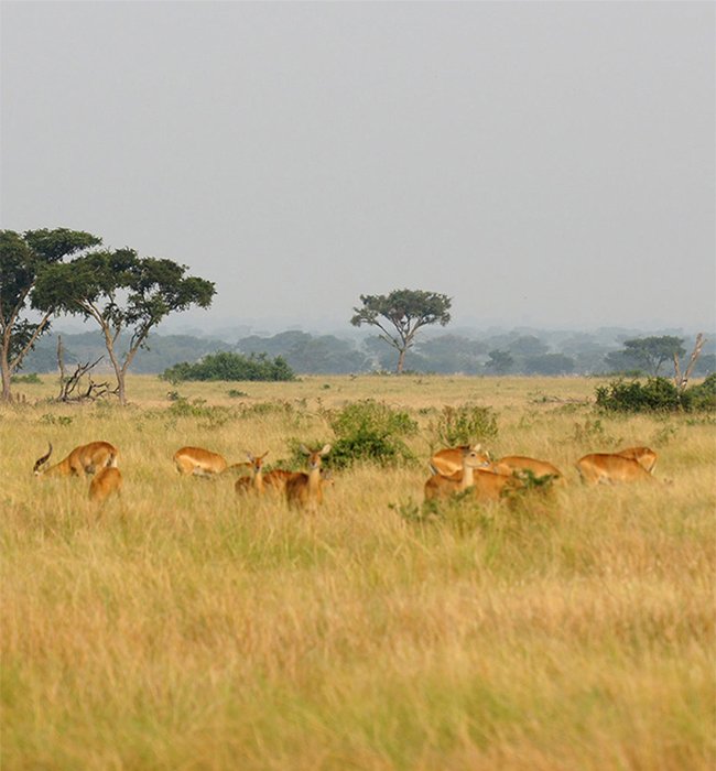 Queen Elizabeth National Park