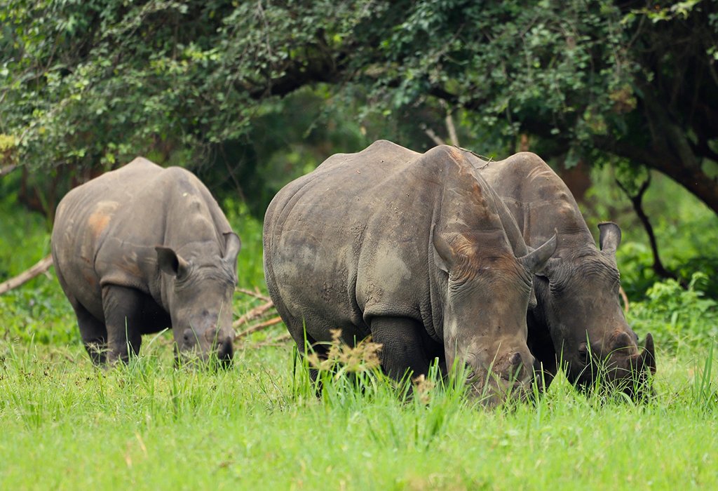 Rhino Tracking Tours in Uganda