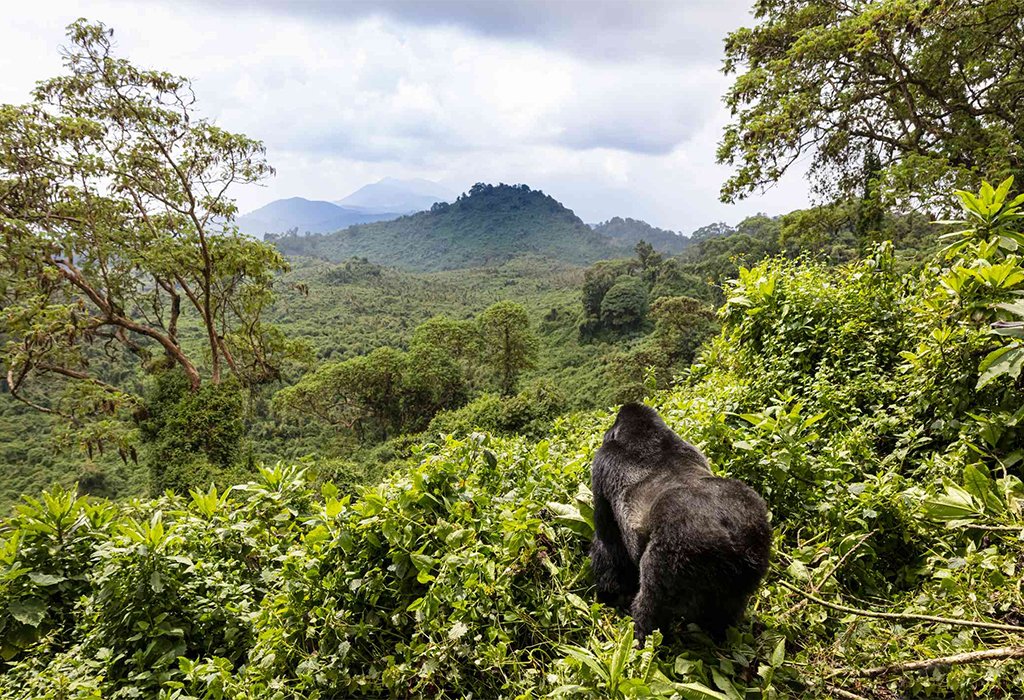 Gorilla Trekking in East Africa